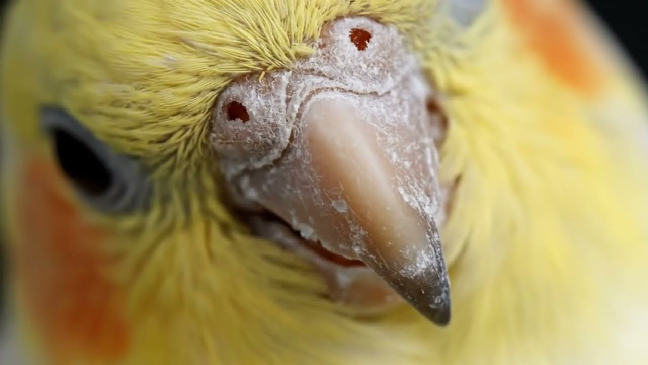 Parrot Paradise: Macaws, Greys & Cockatiels in the Wild