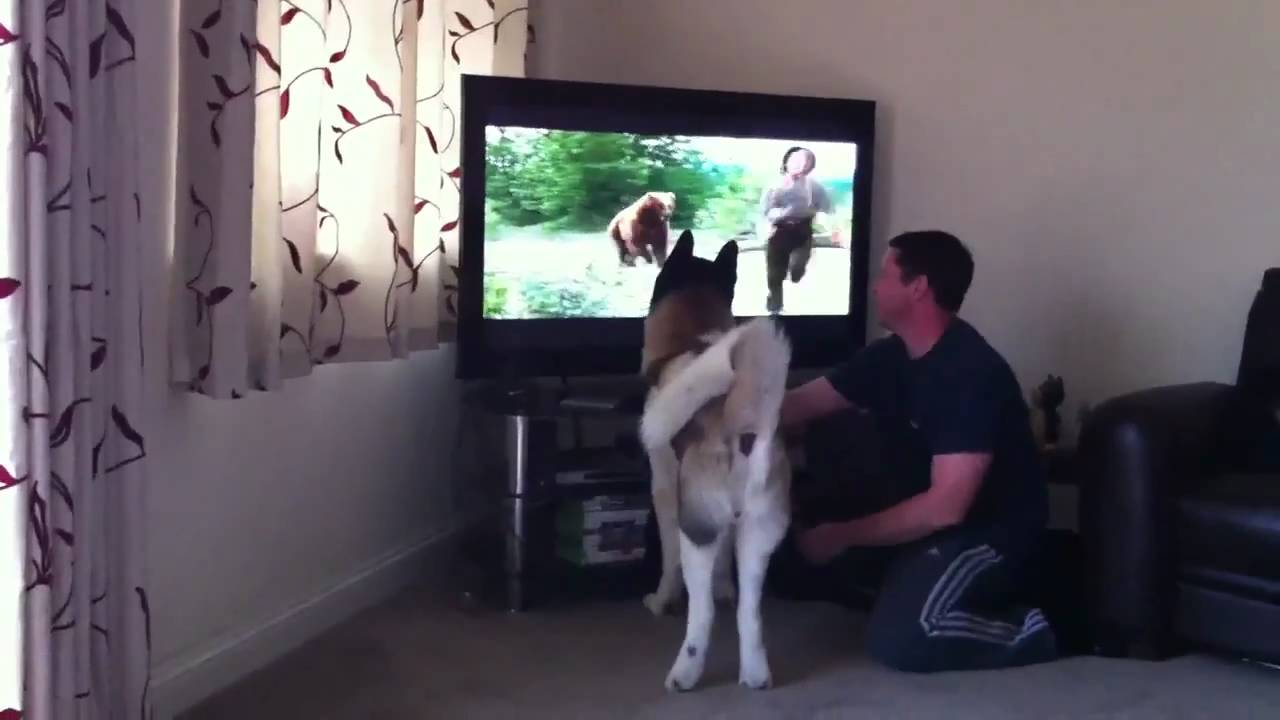 Akita wants to attack a bear - White Fang showdown