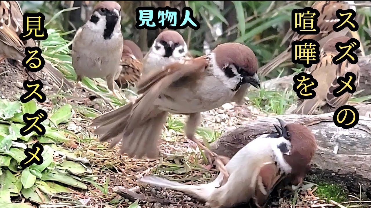 ほんとは仲良し　【すずめ日記】