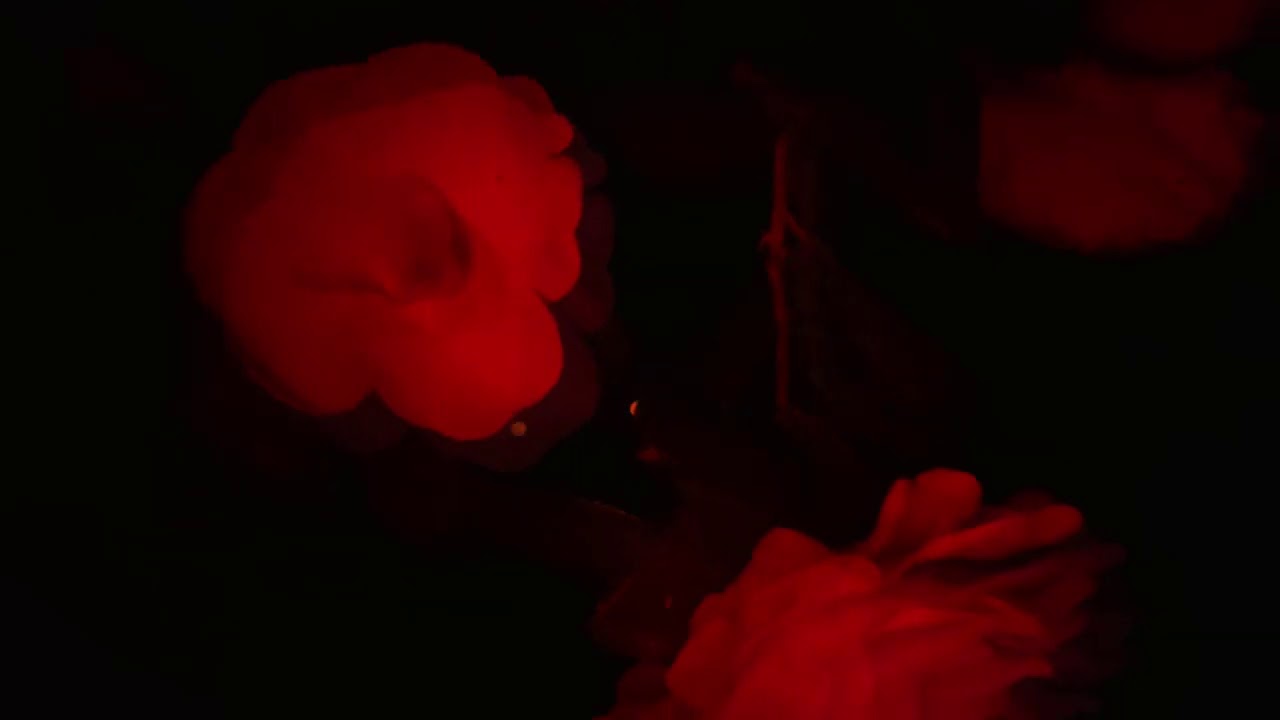 The Paper Kites - For All You Give (feat. Lucy Rose)
