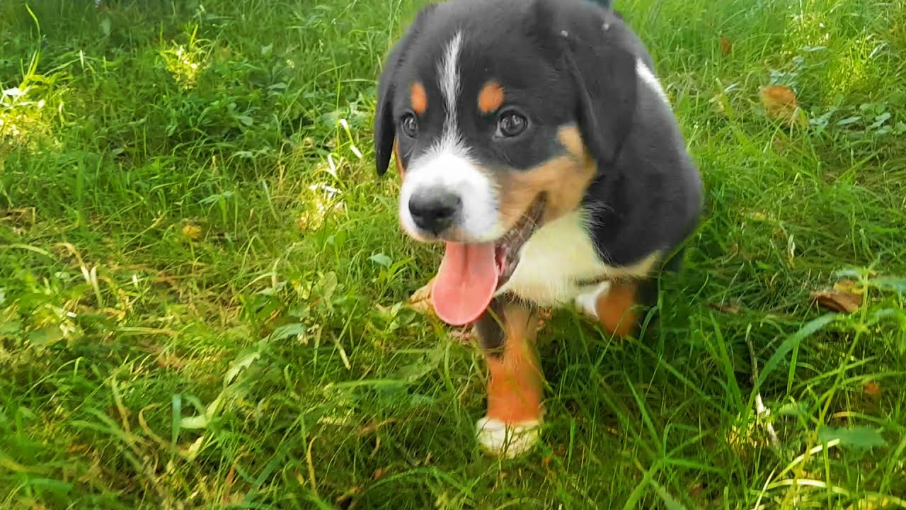 À la découverte des Chiots Bouviers de l'Entlebuch de notre élevage 😍Joyeuses Gambades