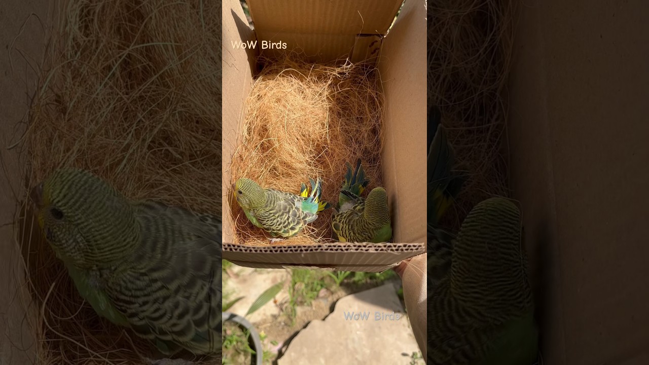 Hand feeding ( P-1/4) #budgie #lovebirds #birdsetup #wowbirds #aviary #petcare #handfeed #parakeet