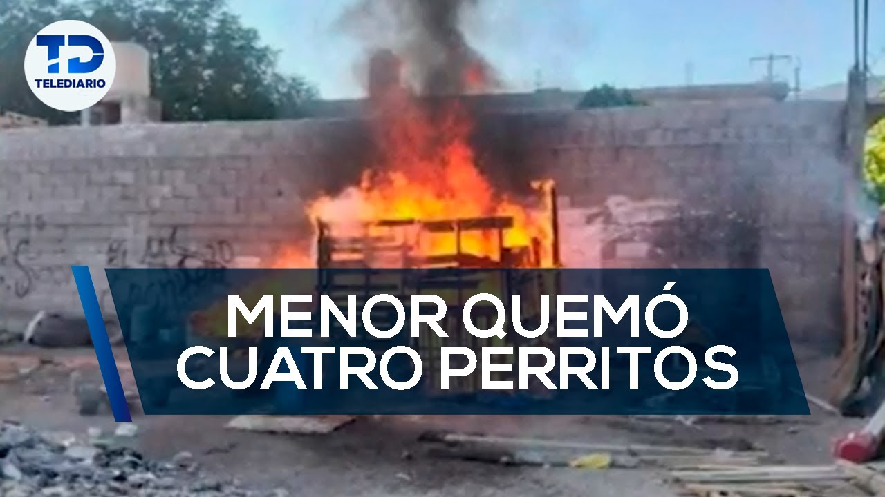 Menor quemó a cuatro perritos; lo sentencian a 2 años de internamiento