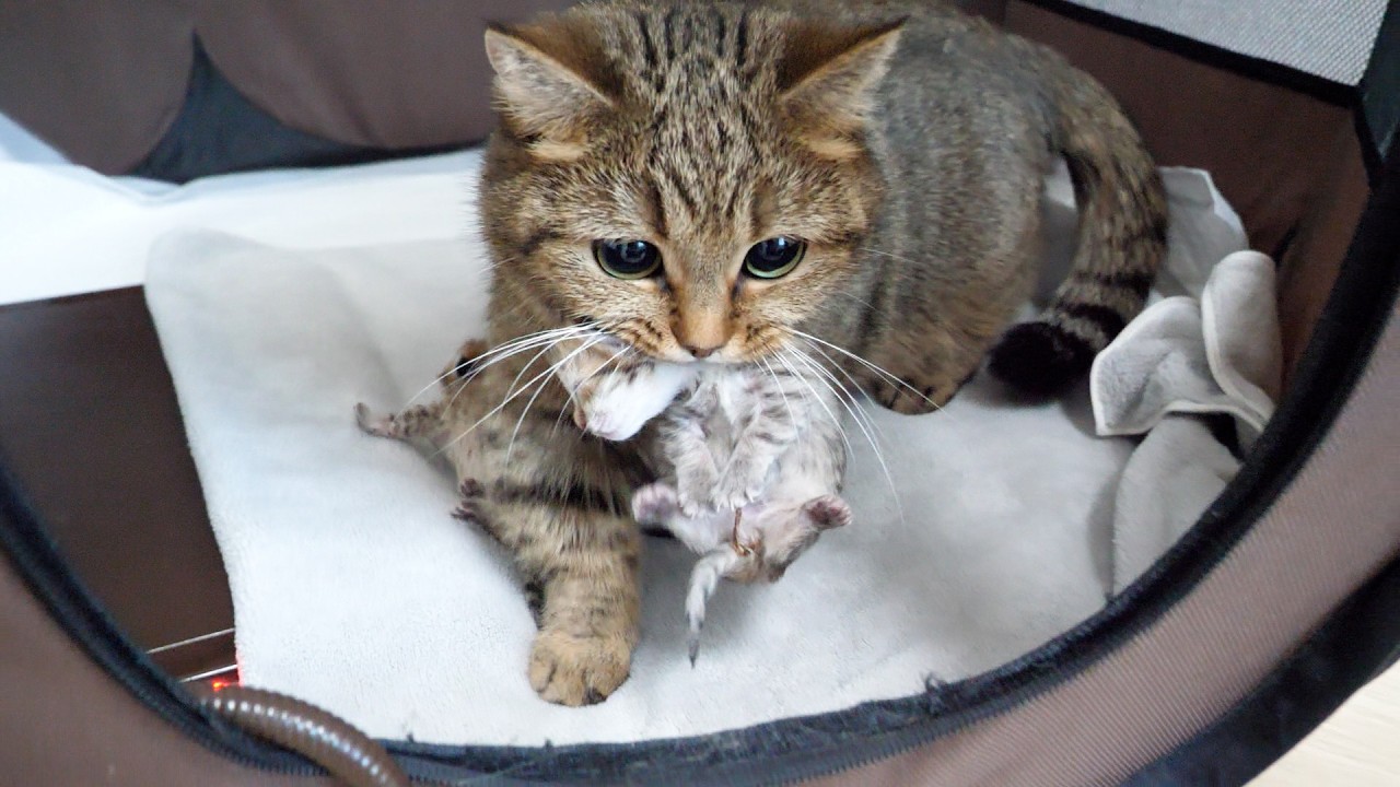 Here comes the mother cat carrying her baby kitten in her mouth, starting to carry it somewhere...