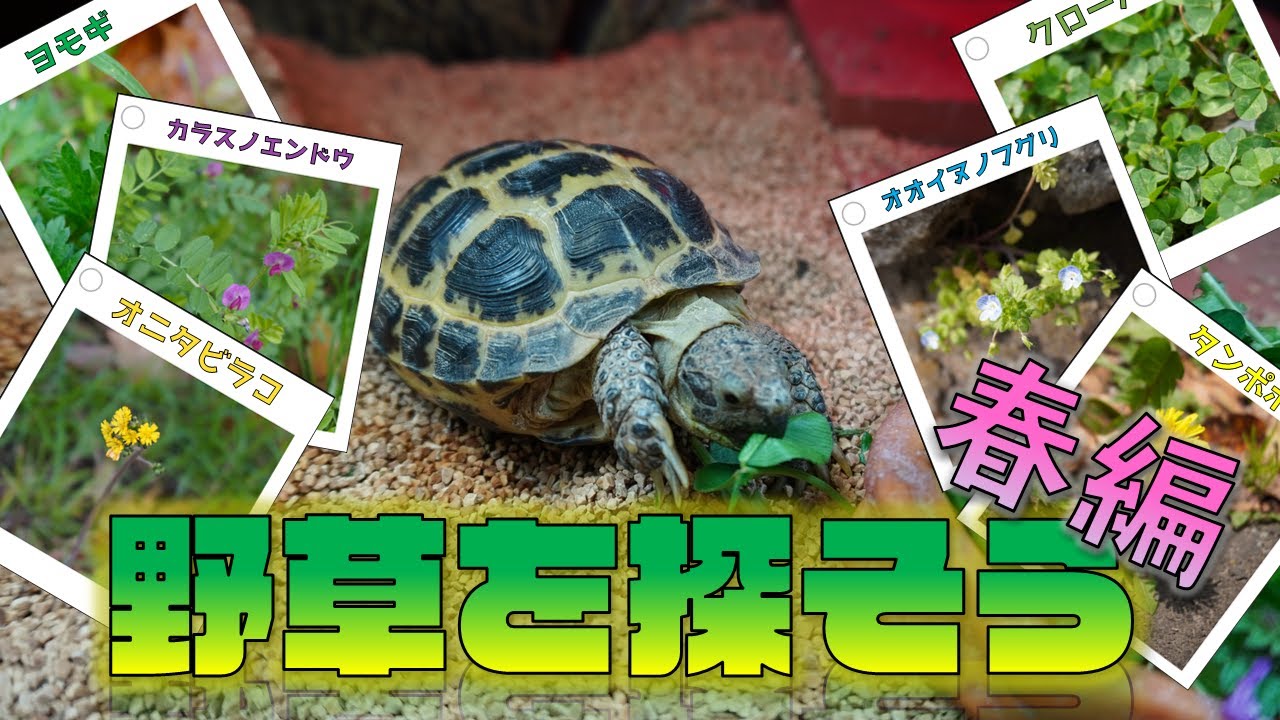 【春編】リクガメの餌に出来る野草を採集しに行こう！！