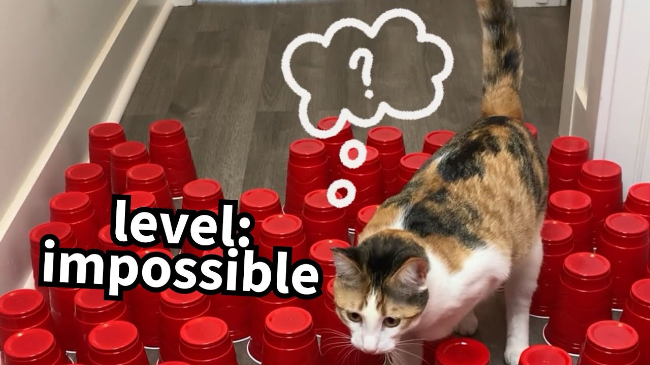 Cat vs Cup Maze (level difficulty: EXTREME) 