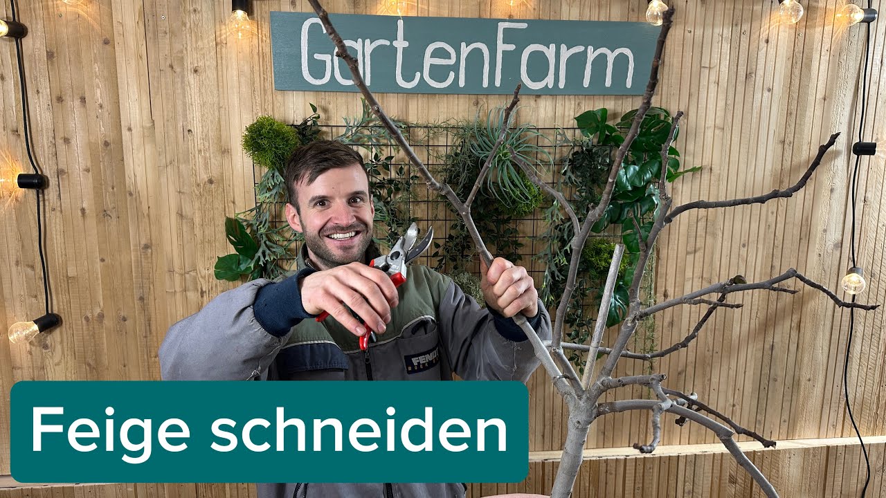 Feige schneiden - Schnitt Anleitung ✂️
