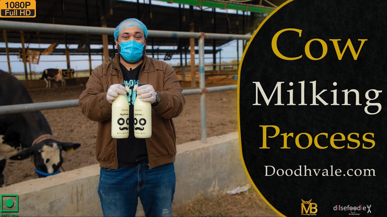 Cow Milking Process At Doodhvale Dairy Farm