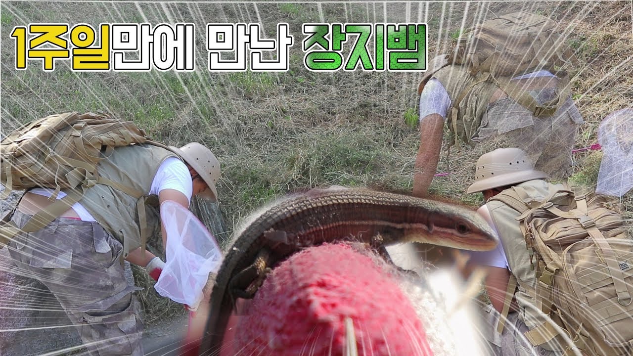 [도깨비] 일주일만에 장지뱀을 만나다! 귀여운 장지뱀 관찰
