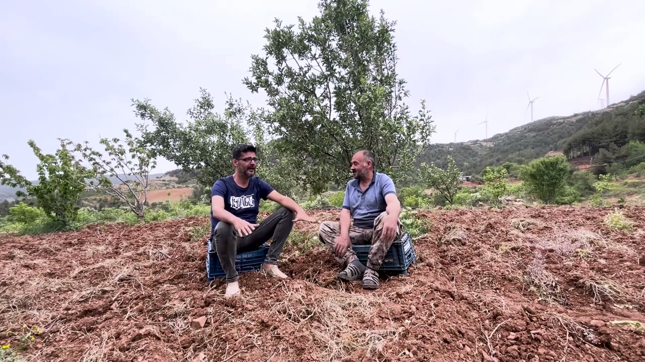 ALIÇ YETİŞTİRİCİLİĞİ 3 ( hawthorn berry cultivation)