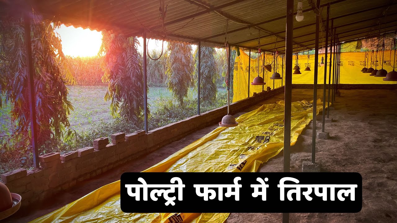 Poultry Farm me Tirpaal kaise lagate hain