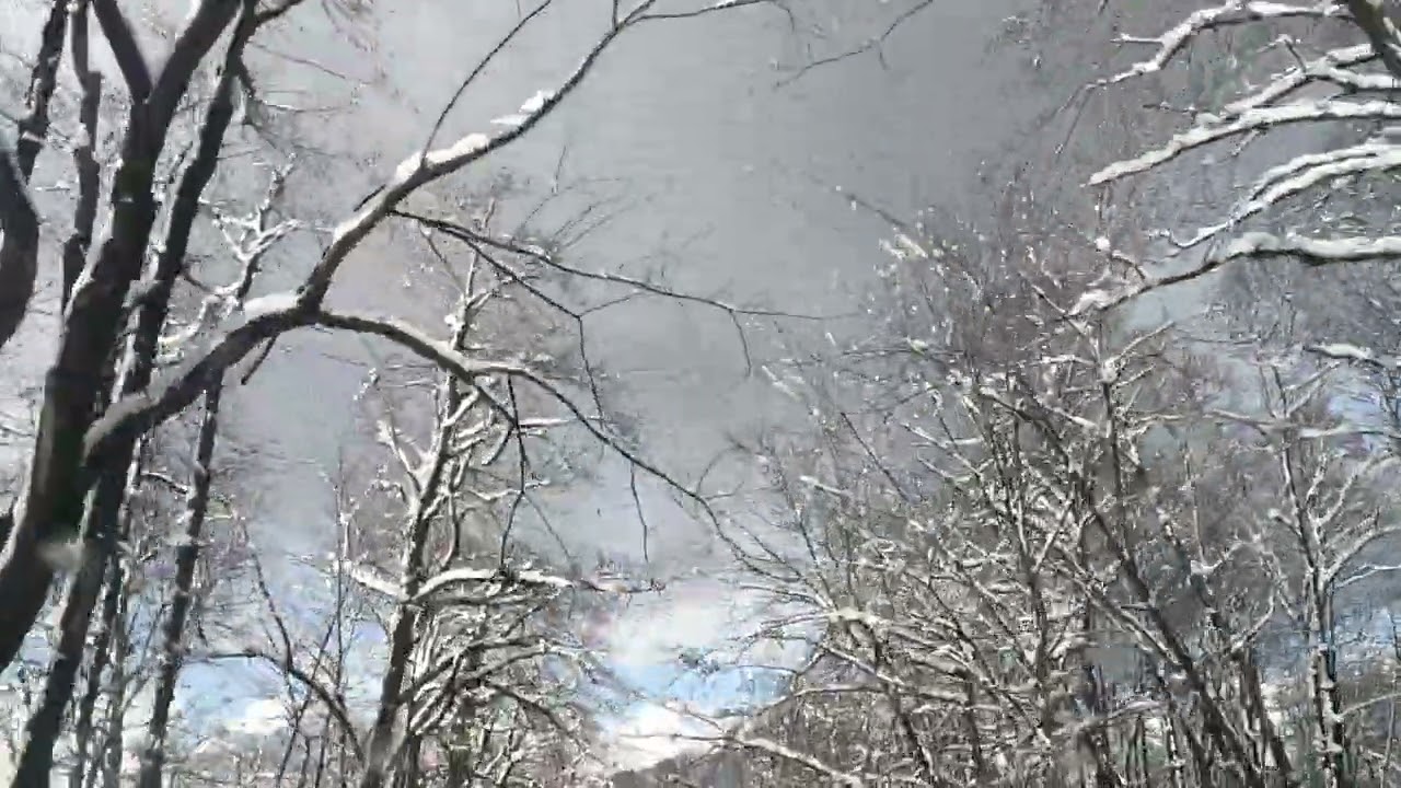 You Won&rsquo;t Believe This Snow-Covered Forest Road! | A Winter Wonderland Adventure