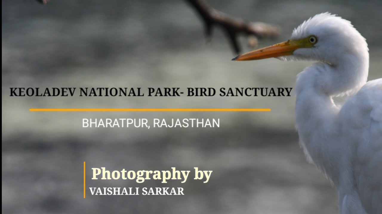 Bharatpur Bird Sanctuary|| #wildlife|| #wildlifephotography || #bharatpur|| #birdsanctuary