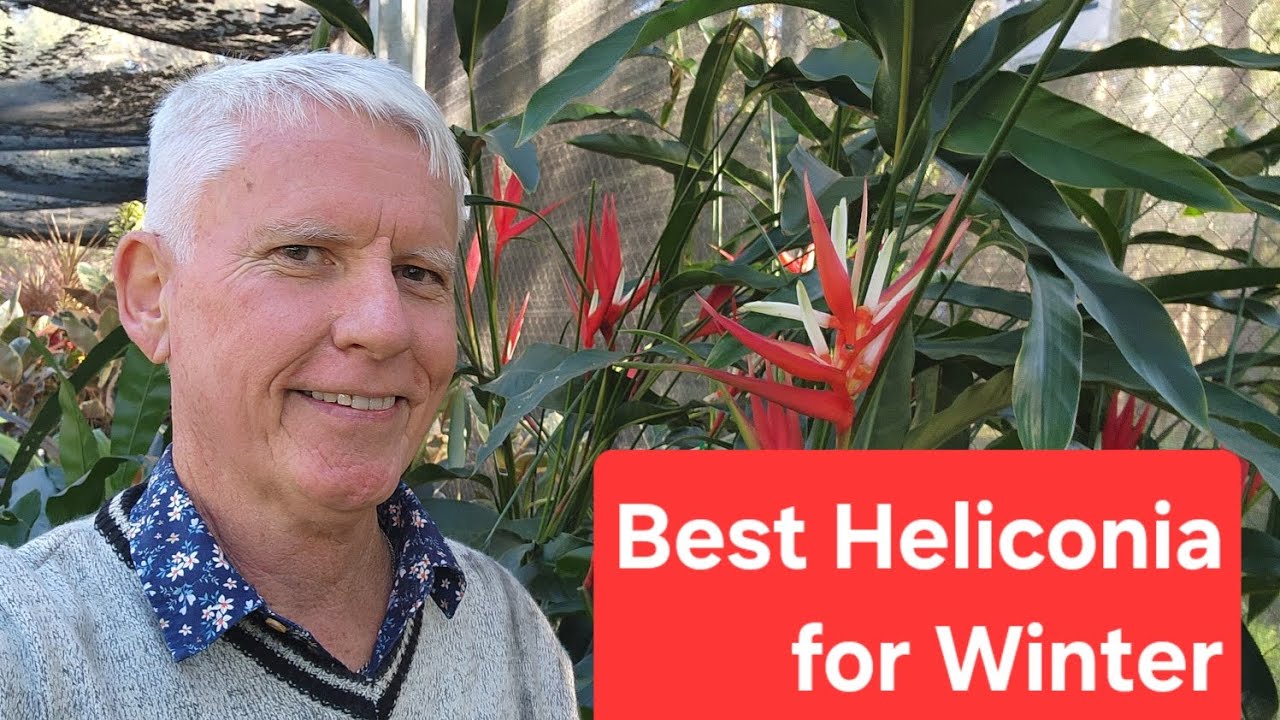 Best Heliconia for Winter Flowers