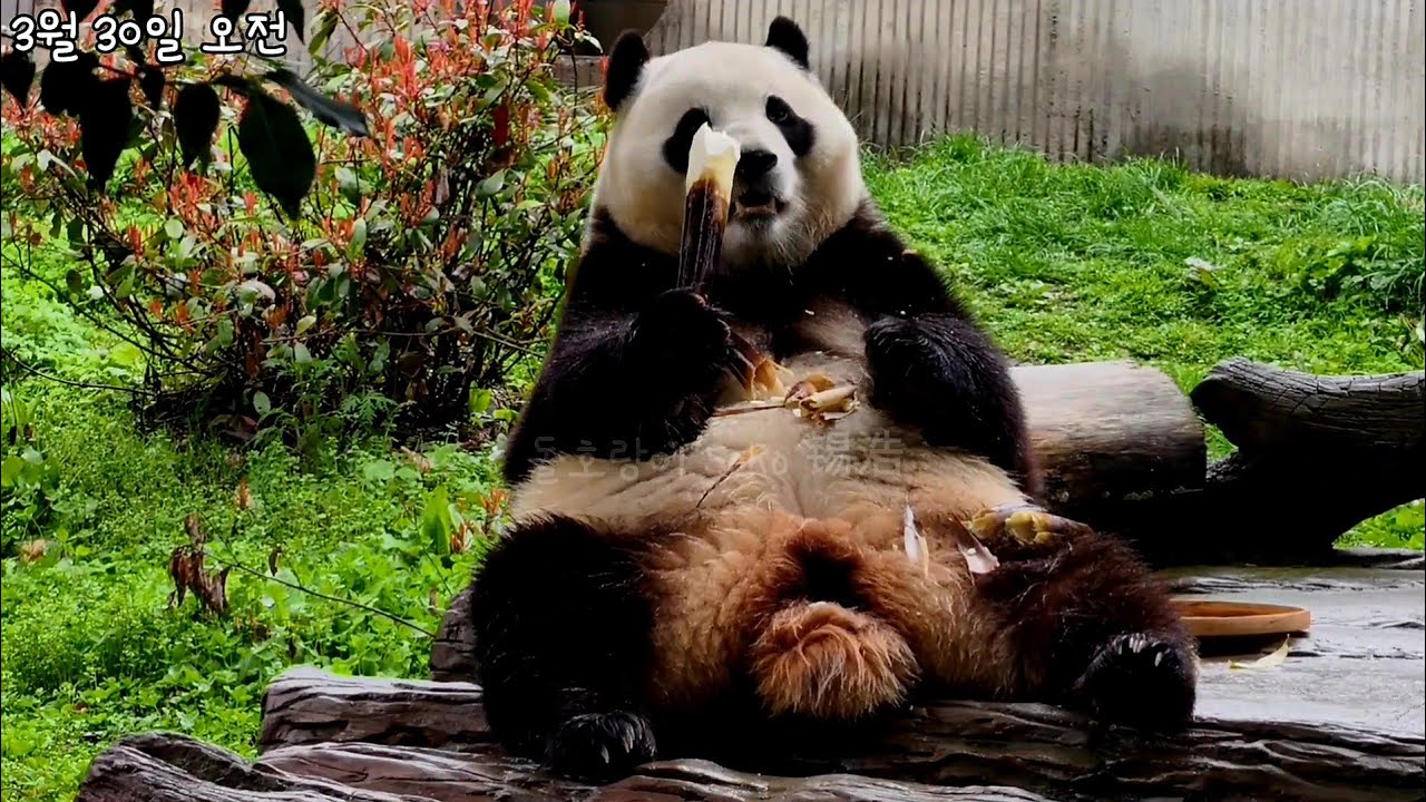 평상에서 넘 귀엽게 먹는 뚠빵이~❤️ | 푸바오 Panda Fubao