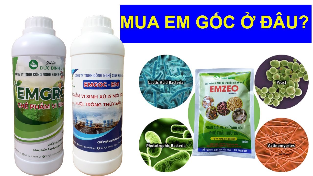 Mua chế phẩm EM gốc ở đâu? Địa chỉ bán chế phẩm EM tại Hà Nội  @sinhhocducbinh