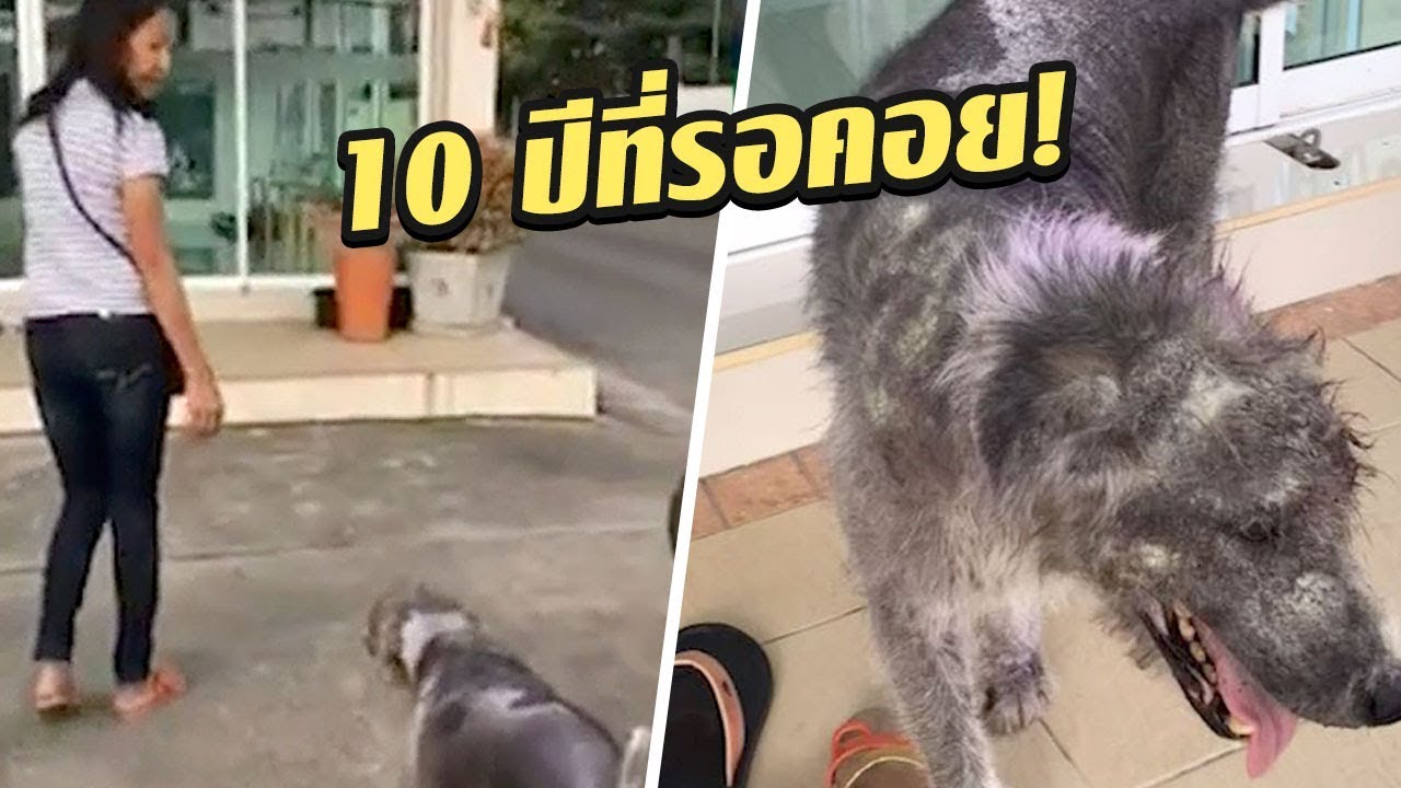 พบสุนัขหายเกือบ 10 ปี ยังจำได้ | 10-01-61 | เช้าข่าวชัดโซเชียล