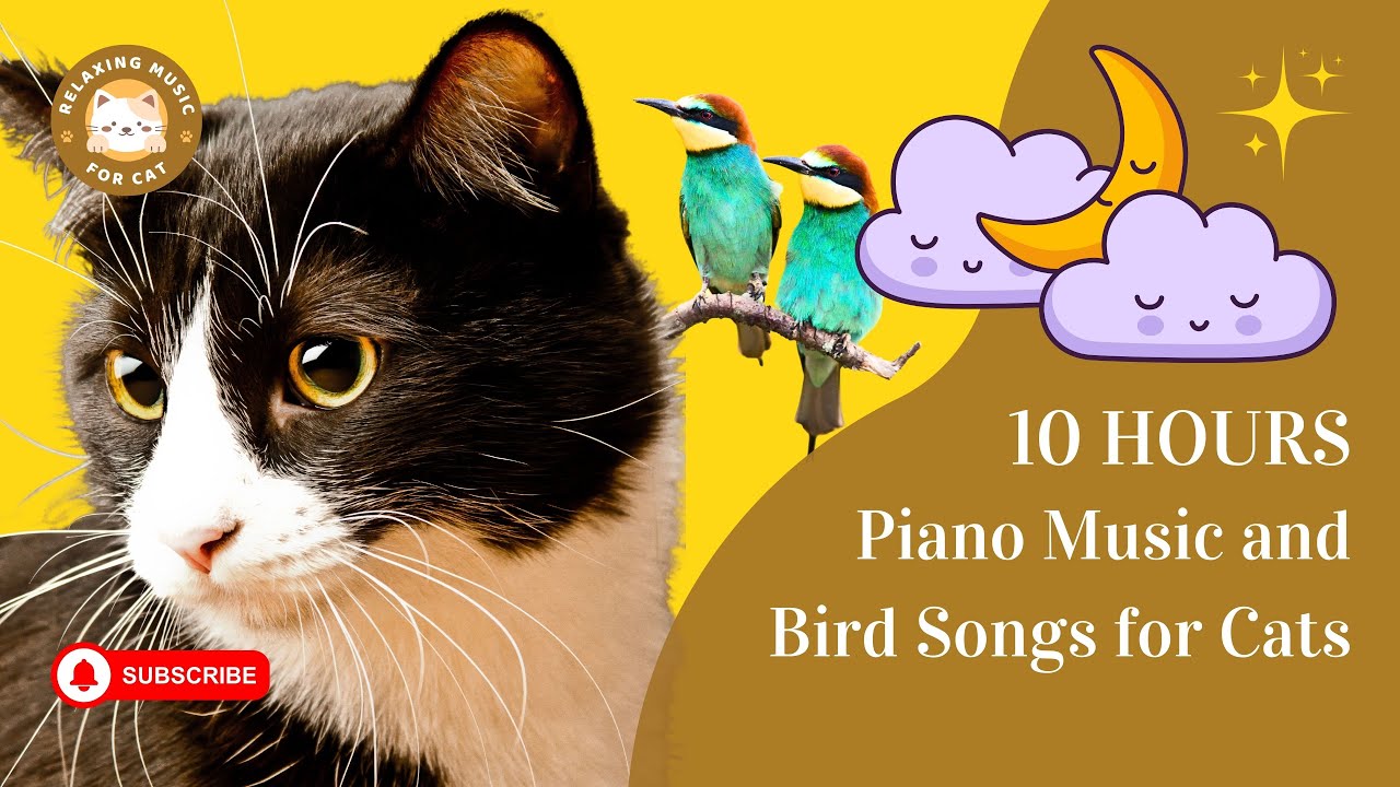 Piano Music and Bird Songs for Cats 10 Hours 🎹😺 Relaxing Music for Cat