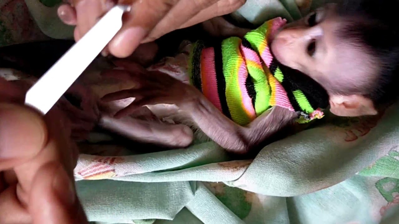 Pedicure /kikir kuku, Lovely Fauna Youtube Channel