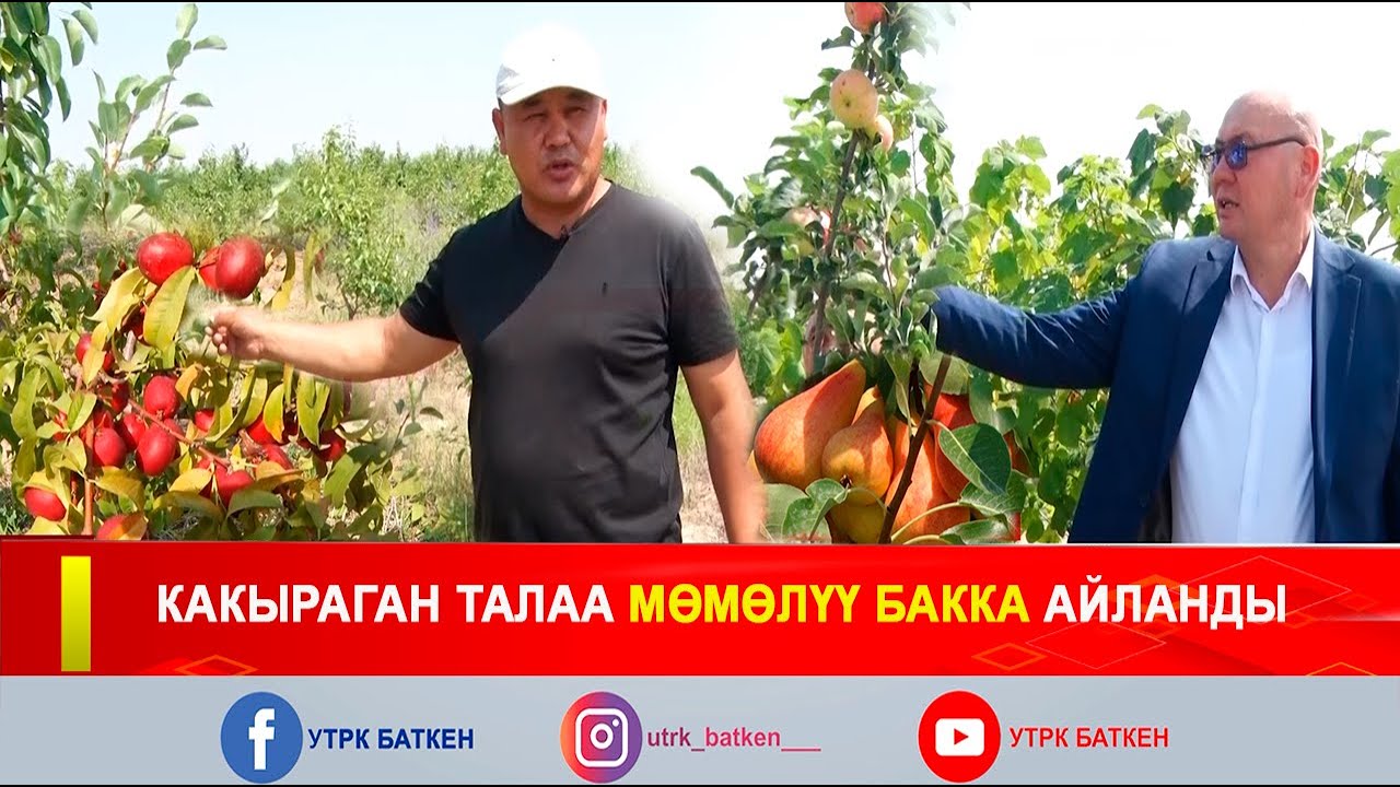 БАТКЕН: КАКЫРАГАН ТАЛАА МӨМӨЛҮҮ БАККА АЙЛАНДЫ
