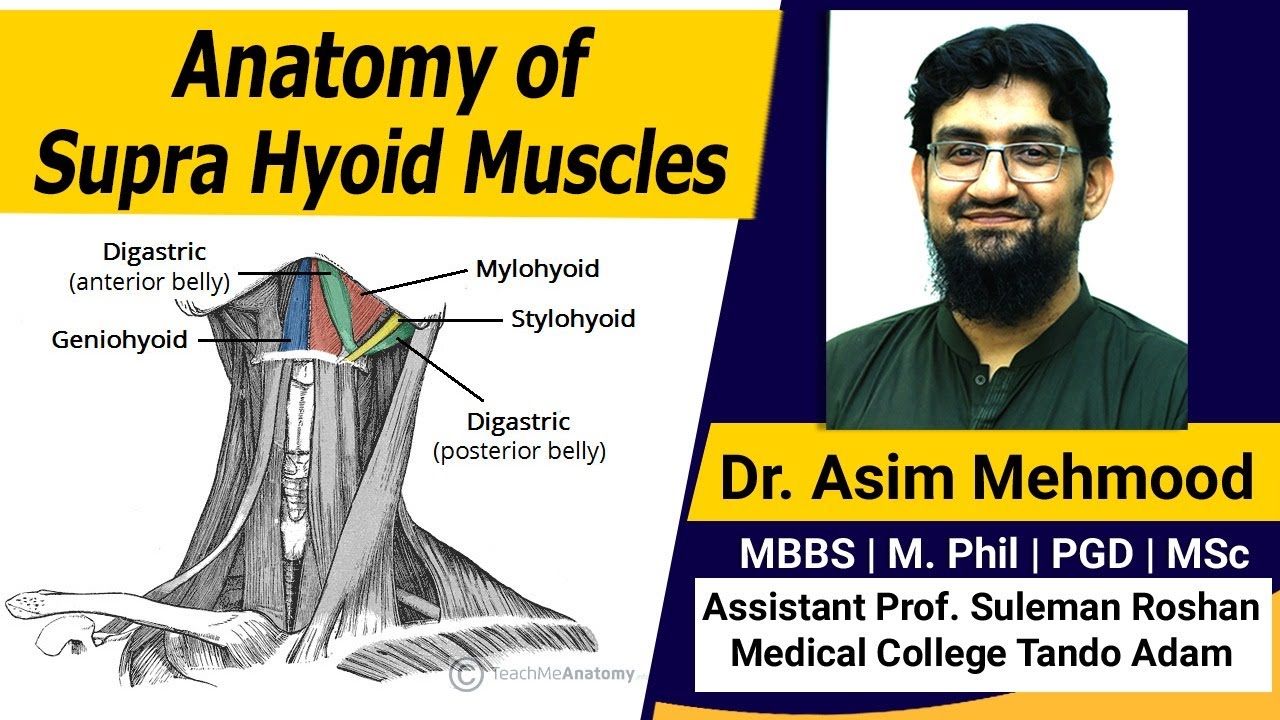 Supra Hyoid Muscles with Their Innervation | Hindi / Urdu