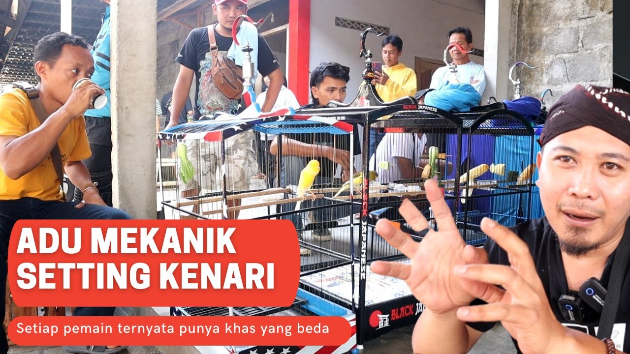 Serunya Adu Mekanik Setting Kenari sebelum Naik Gantangan