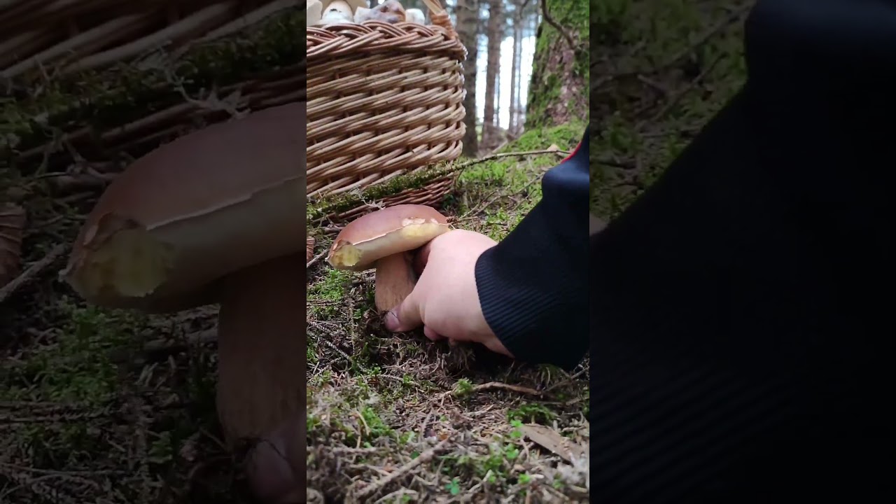 porcini(Boletus Edulis)October2023 #new#forest #nature #mushroom  #wild #grzyby #short #shorts #wild