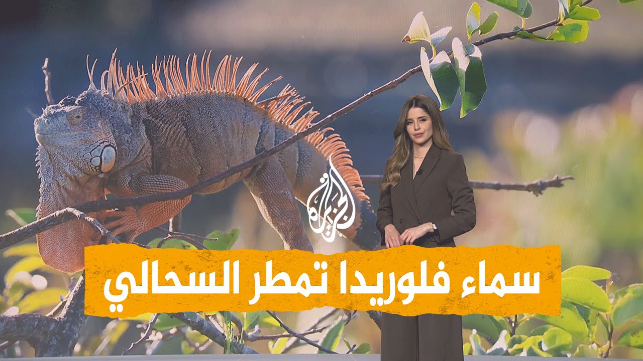شبكات | رعب في أمريكا.. السماء تمطر سحالي عملاقة في فلوريدا.. ما القصة؟