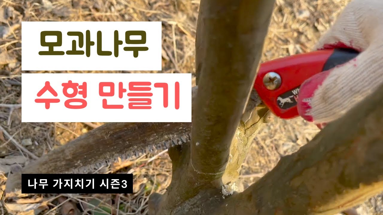 2021 모과나무 수형잡는 가지치기