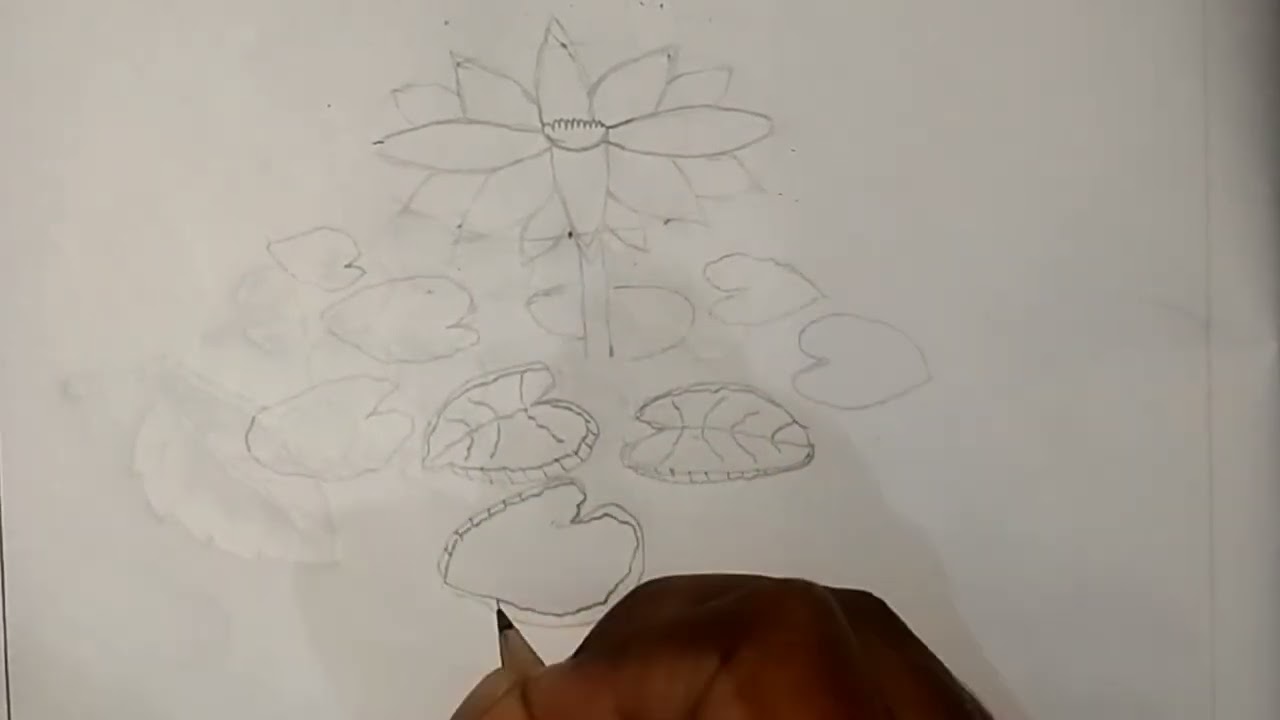 পেন্সিল দিয়ে সহজে শাপলা আঁকি | how to draw water lily easy way| art in lines