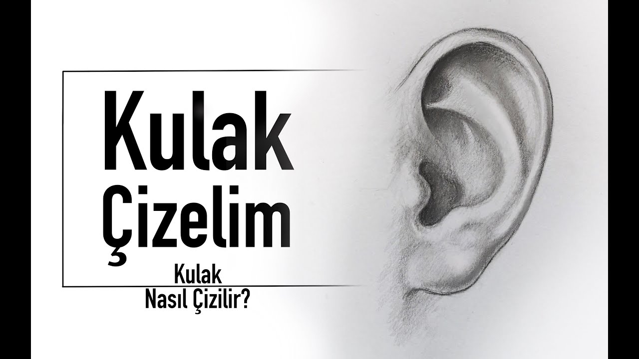 Kulak Çizelim (Kulak Nasıl Çizilir?)