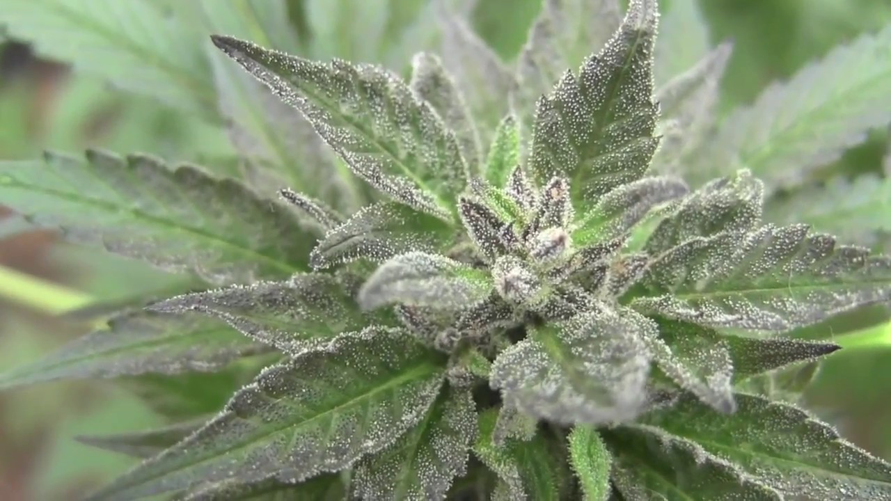 Beautiful Cannabis