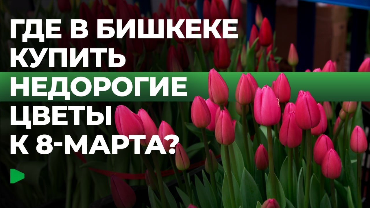 Тюльпаны на площади Ала-Тоо: в Бишкеке проходит весенний фестиваль | НОМАД ТВ