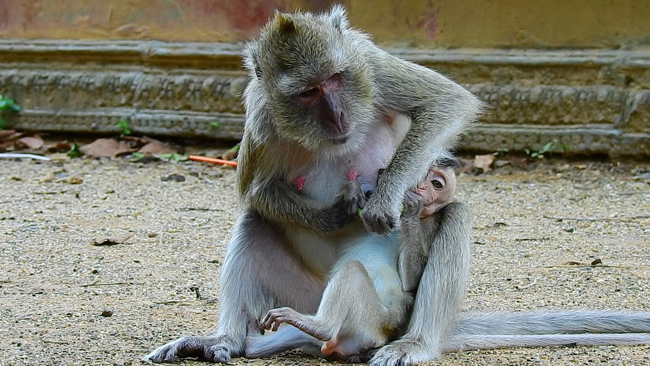 Really poor pity blind baby Vigo trying hard to use her nose and hand searching for food | NW