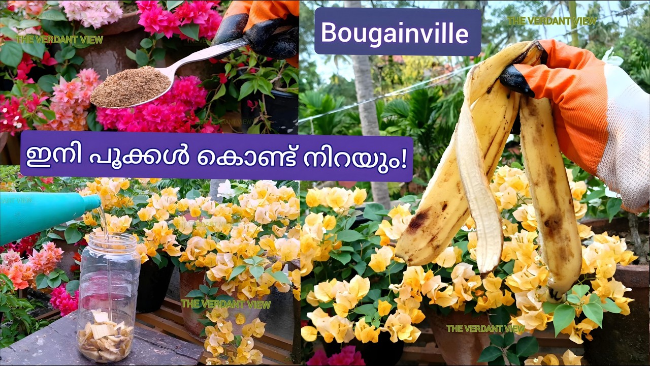 ബോഗൺവില്ല നിറയെ പൂക്കാൻ ഇതുമതി! Best Organic Fertilizer For Heavy Flowering On Bougainvillea!