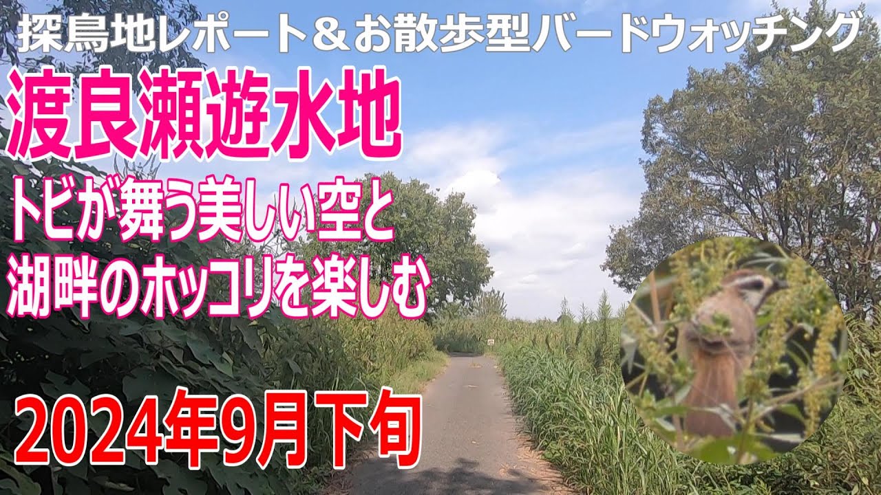 渡良瀬遊水地の探鳥地レポートです　トビが舞う美しい空と湖畔のホッコリを楽しむ　2024年9月下旬