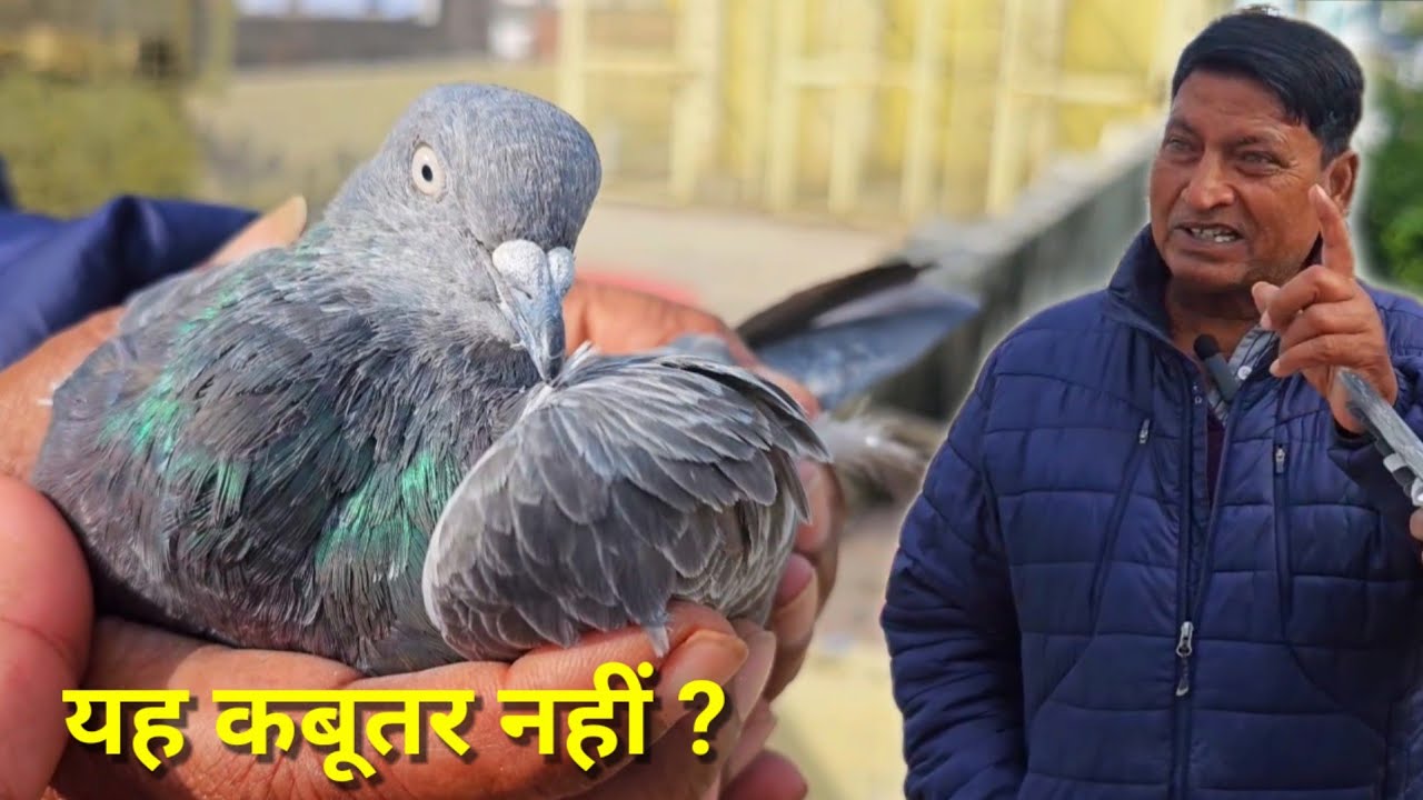 कबूतर नहीं कारतूस हैं | High Flyer Pigeon | Jhalawar | Rizwan Ali Sabri | Jaipur Tonk Pigeons |