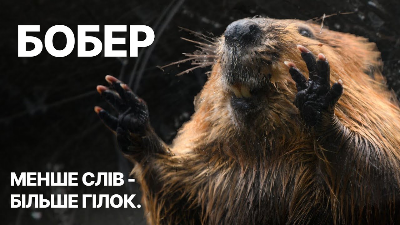 Бобер — архітектор, що будує без креслень