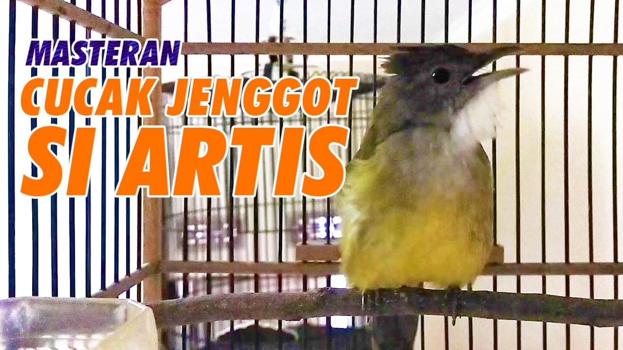 MASTERAN CUCAK JENGGOT GACOR FULL TEMBAKAN SUPER KASAR COCOK UNTUK MURAI BATU