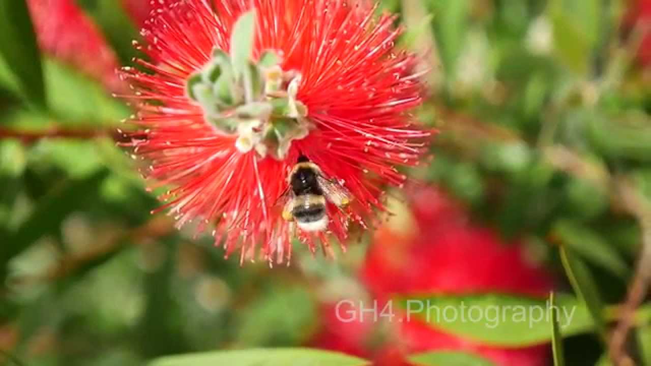Panasonic GH4 Slow Motion Feature