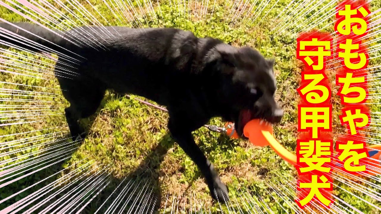 【危機一髪】甲斐犬瑞稀くんのトイアグレッシブ改善計画！