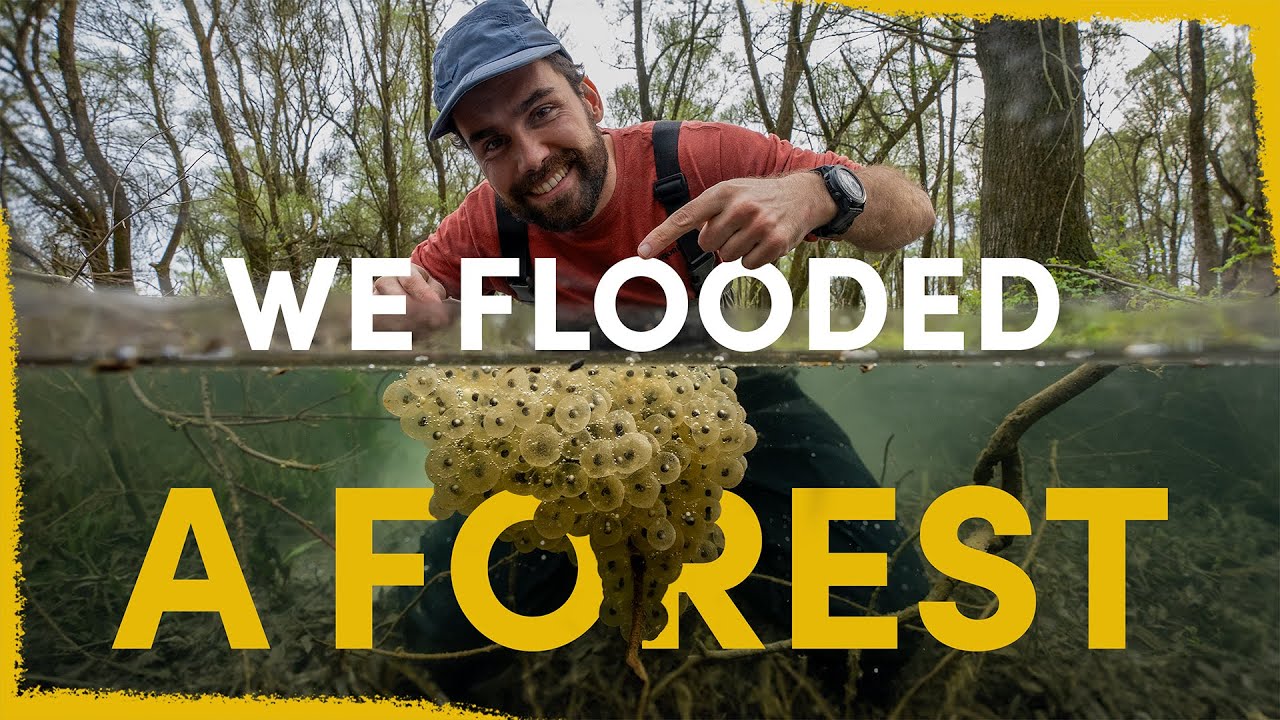 Two years ago we flooded a forest- now it's full of life
