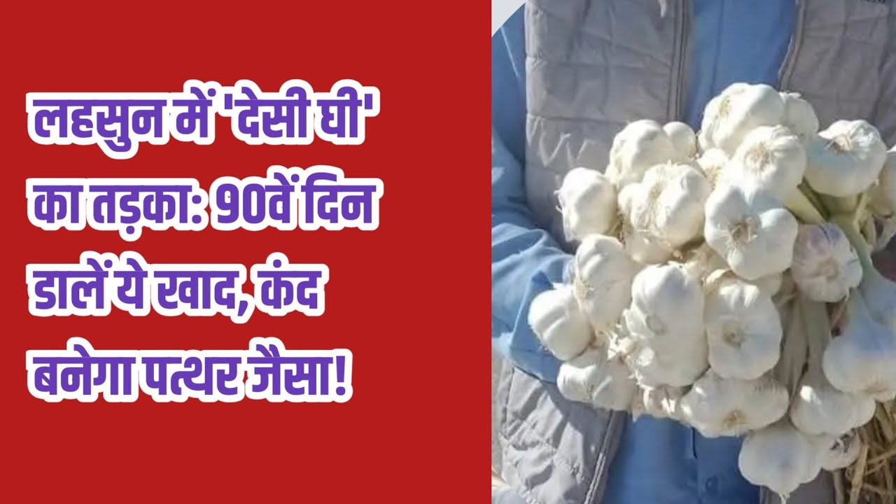 लहसुन में 'देसी घी' का तड़का: 90वें दिन डालें ये खाद, कंद बनेगा पत्थर जैसा!