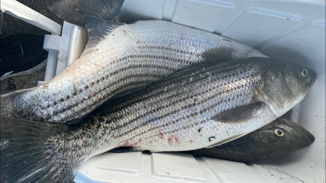 Morning BLITZ Stripe Bass fishing in Rhode Island. 7/3/2024