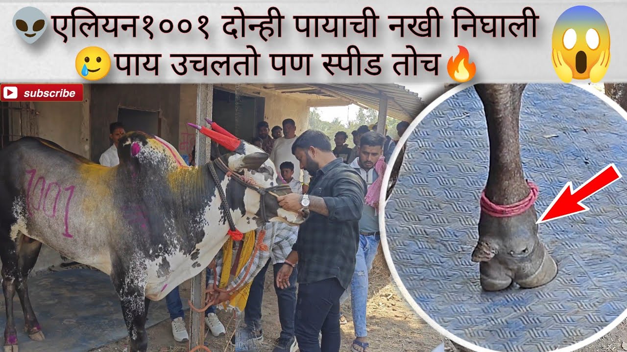 एलियन १००१ च्या पायाला झाली दुखापत | दोन्ही नखी निघालेत 🥹तरी पण फुल स्पीड लावतो🔥@sandy_n_yadav 