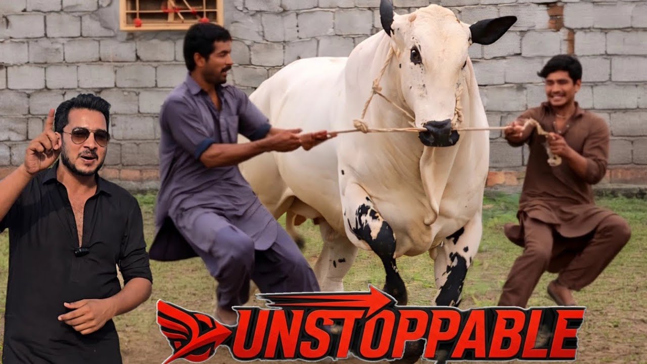 Khalid Cattle Farm - Extremely Deadliest & Beautiful Fatehjangi Bulls 2026 - Bakra Mandi 2026 - JNTV