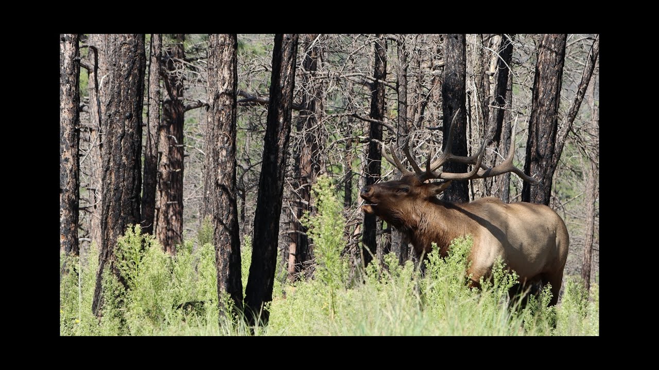 New Mexico 2024 - Archery Elk