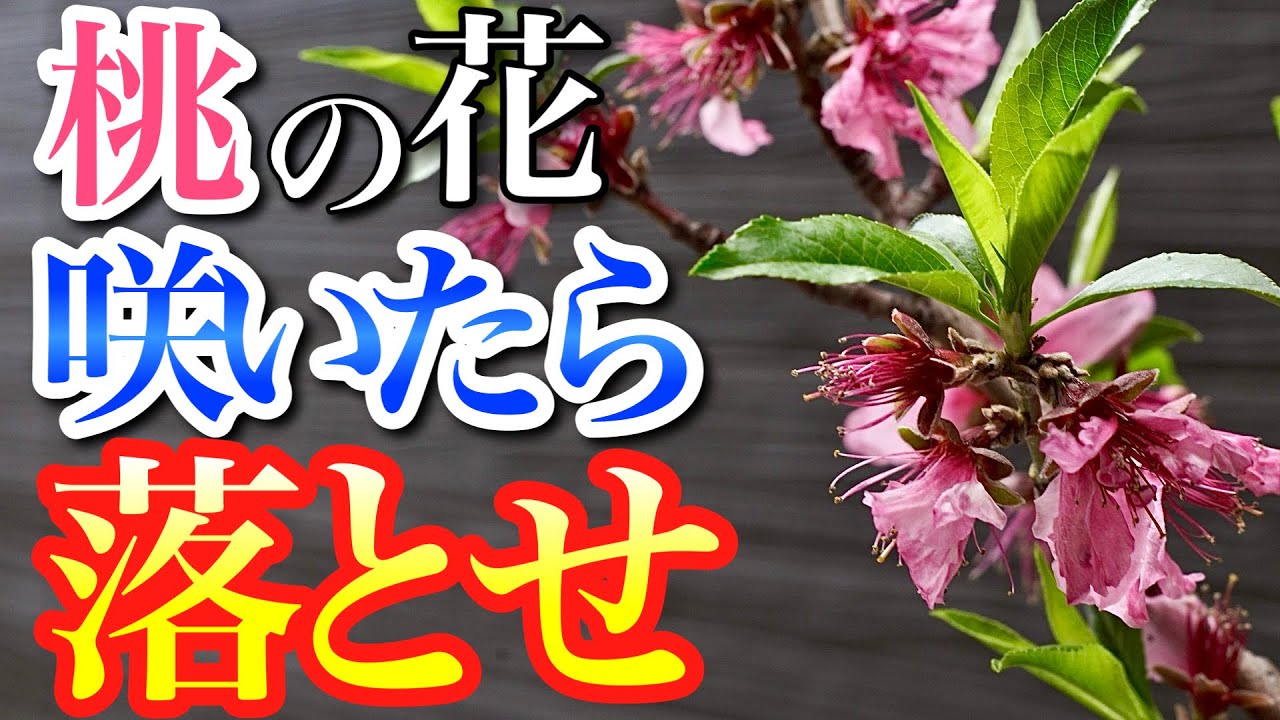 【美味しい桃を収穫するため】桃の花が咲いたら必ず落とすべき理由がこちら