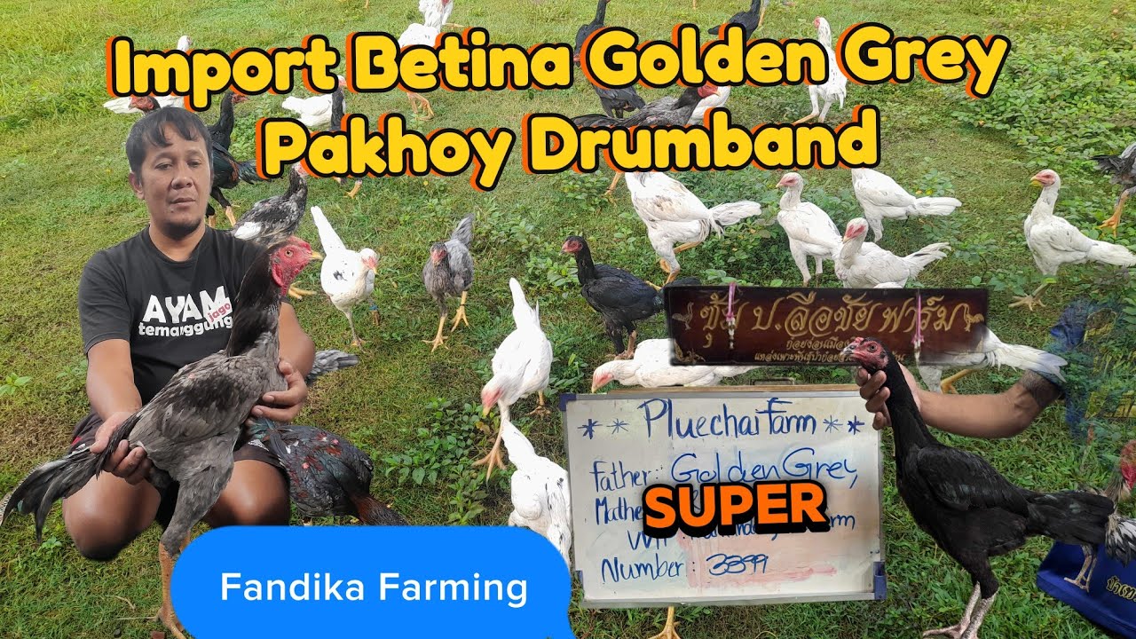 PAKHOY LONG DRUMBAND GOLDEN GREY (IMPORT)