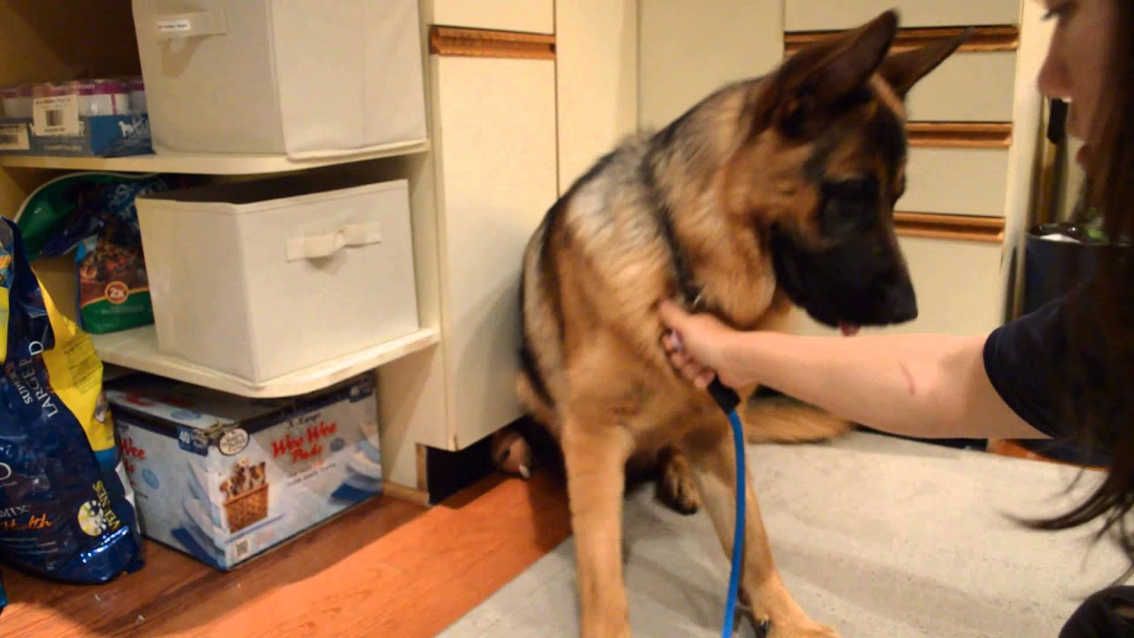 80 lb German Shepherd Learns to Stay for Ear Drops